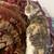 2 six month old kittens 4 thumbnail