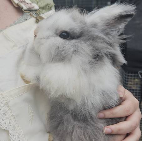 Adorable Baby Angora Bunnies (Beatrice/DeWitt)63857444923905120