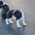 akc beagle female pups 3 thumbnail