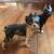 Hubley Boston Terriers cast iron circa 1920 Lancaster PA 1 thumbnail