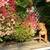 Beautiful female Boxer/bully mix 2 thumbnail