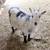 Nigerian Dwarf Goat - Doe 3 thumbnail