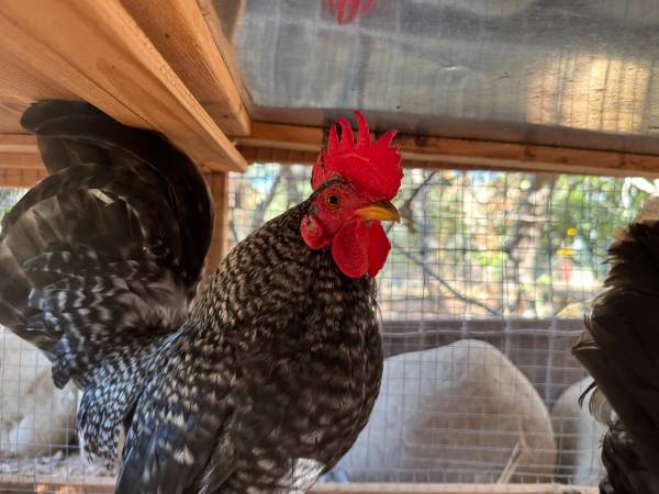 micro chickens 1