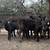 Black Heifer Calves | Heifers 2 thumbnail