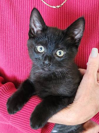 Kitten Adoption event this Sunday 12/28 at Petsmart 1