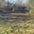 Tree services - tree removal -Bush hogging land clearing services 16 thumbnail