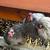 Laying Hens 3 thumbnail