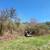 Brush Clearing, Underbrush thinning, Forestry Mulching 🌱🌿 4 thumbnail