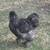 Free Silkie young roosters 2 thumbnail