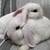 Holland Lop Bunnies Born 8/20/25 13 thumbnail