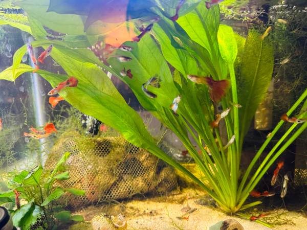 Guppies 1