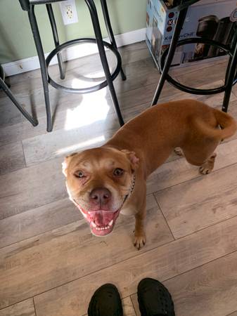 Adult pitbull female 1