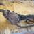 Coffing hoist 3/4 ton 1 thumbnail