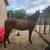 Horses for Sale 1 thumbnail