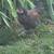 Chicks 8 thumbnail