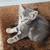 kitten 1 thumbnail