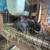 New England meat bunnies 4 thumbnail