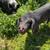 2 yo Meishan Boar: Exceptional Flavor & Rare Heritage Genetics 2 thumbnail