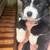 Standard poodle/ husky mix 3 thumbnail