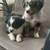 Mini Australian Shepherd Puppies 11 thumbnail