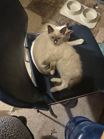 Gatitos Siemiese (Walla walla)63866763717377120