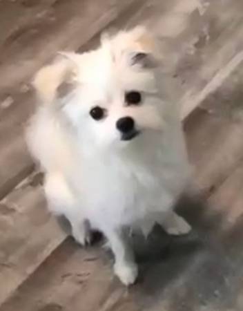 Free Maltese Pomeranian (Alameda)63852312476931120