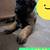 Belgian malinois puppies 4 thumbnail