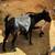 Rehoming goats 1 thumbnail