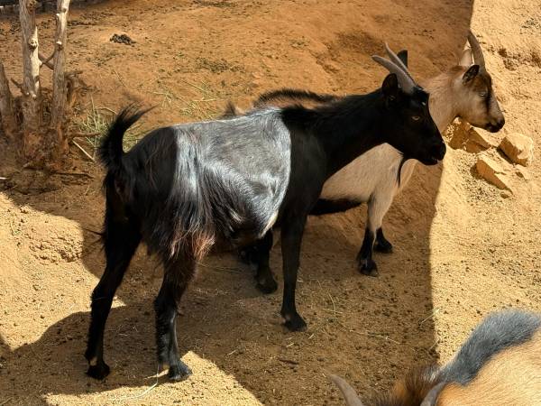 Rehoming goats 1
