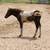 Pinto Pony Foal will be good riding size 6 thumbnail