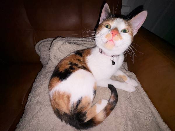 Kitty 1