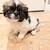 Adorable Pekingese Pups 5 thumbnail