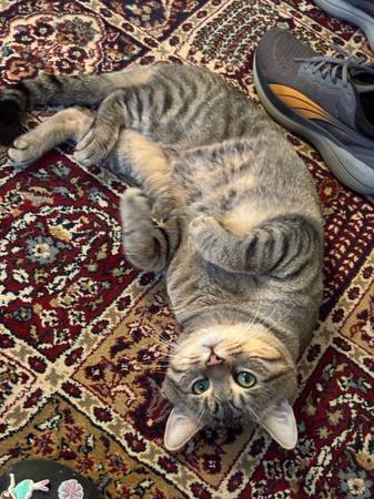 2 cats need rehoming to a good caring person (Ocala)63899422799234120
