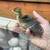 Peafowl Chicks - Qty of 4 1 thumbnail