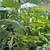 Clumping timber bamboo ( small variety) 2 thumbnail