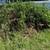 Storm Damage, Downed Tree and Debris Removal 3 thumbnail
