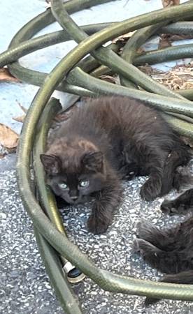 Gatitos gratis63850258097027121