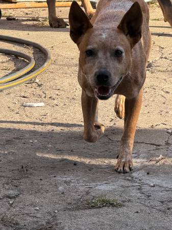 Dog for adoption (red healer) (Chicago)