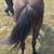 Broke gelding pony 5 thumbnail