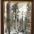 16”x20” General Grant tree, Sequoia National Park 1 thumbnail