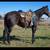 5 year old bay mare 2 thumbnail