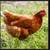 Laying Hens 2 thumbnail