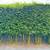 Gracilis Bamboo ~ Premier Clumping Bamboo for Privacy 14 thumbnail