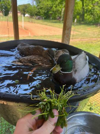 Call Duck Hatching Eggs 1