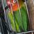 Fischer’s lovebird - for aviary $40 1 thumbnail