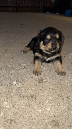 Puppies looking for new home (San Pablo)63869605740033122