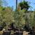 Olives 7 thumbnail