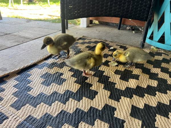 Patitos bebé (Central Point)583149086992640001