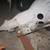 Free, automatic transmission, Chevy, Buick, Olds, Pontiac, ST300 3 thumbnail