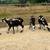 Sheep Ewes 10 thumbnail